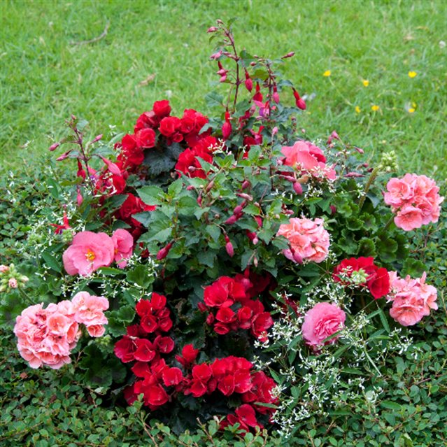 Farbenspiel der Blüten auf dem Grab in Rosa und Rot.